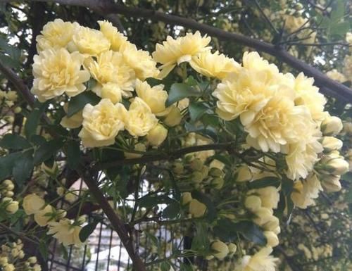  庭院：阳台、庭院不宽阔？也得种2棵“木香花”，清香飘满屋子，好闻！