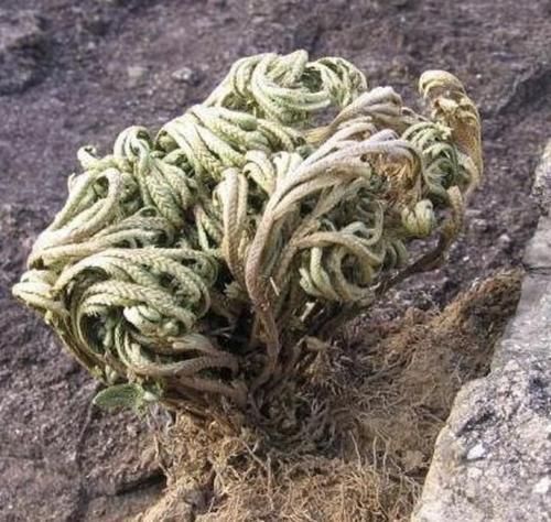  #增值#1种“野草”值钱，喜欢长在山坡上，挖来1棵当“盆栽”，