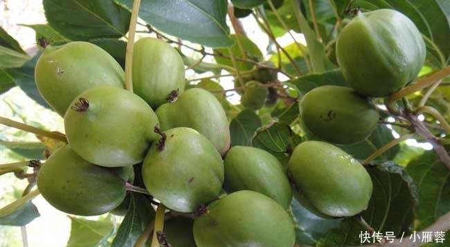 这果树我国独有，国内60一斤，国外价格更高，却少有人吃过