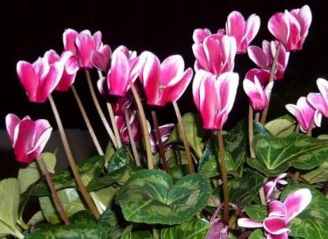  「花开满」花大又美丽，适合新手养，花开满枝又漂亮，绚丽多彩惹人爱，超美