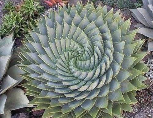  观赏价值：3种室内植物，看起来“太丑”，殊不知有作用，摆家里“吸甲醛”