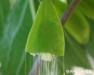  #植物#农村这种树因皮而贵, 内含“银丝”, 被称植物黄金, 有人