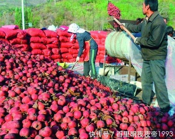  山楂遭遇低■前两个月还暴涨，如今跌到4毛，树下果子堆积成山，