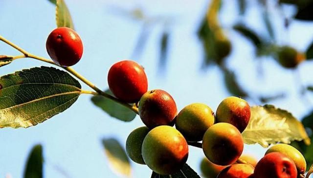  「果核」农村一种野果，以前不值钱但无法人工种植，现在果核要8