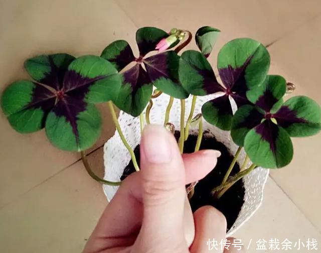  [人把它叫做]不知道该怎么规划阳台？不如养盆幸运草，每次花开美得像花海