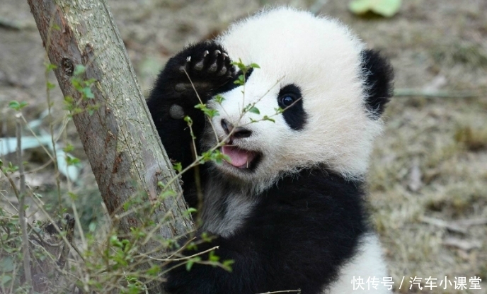 全球只有2只大熊猫不属于中国，而熊猫的现状让不少游客表示心疼