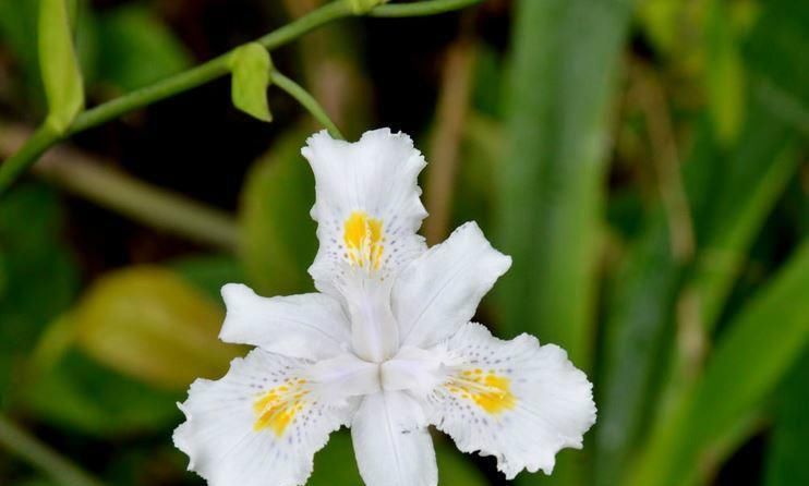  「艳丽」喜欢兰花，不如养盆扁竹兰，花形奇特，花色艳丽多姿。