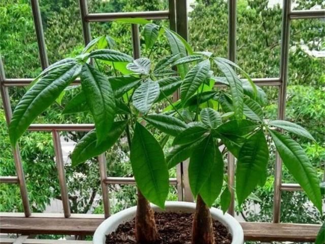 「适合」三种“耐旱花”,少浇水反而长得旺,新手都适合养,真正的懒人花