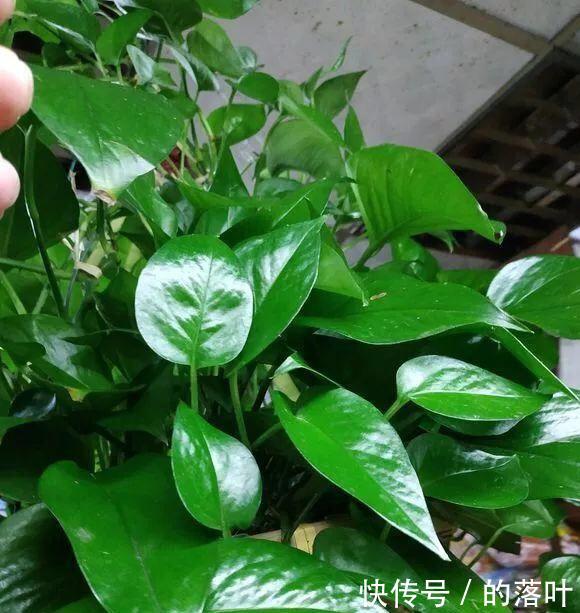 #油绿#绿萝多少天浇一次水一种情况要多浇，一种少浇，油绿发亮爬藤快！