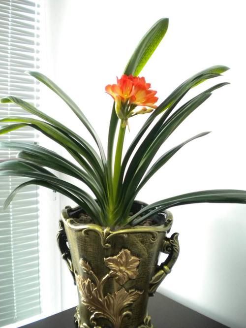 【植物】不知道养什么植物,不如试试养这几种,超级美!