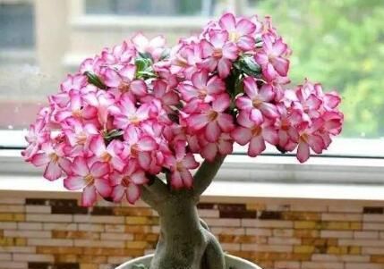  [绿萝]绿萝、吊兰养腻了？这4种花养一盆，观赏价值高，懒人最适合