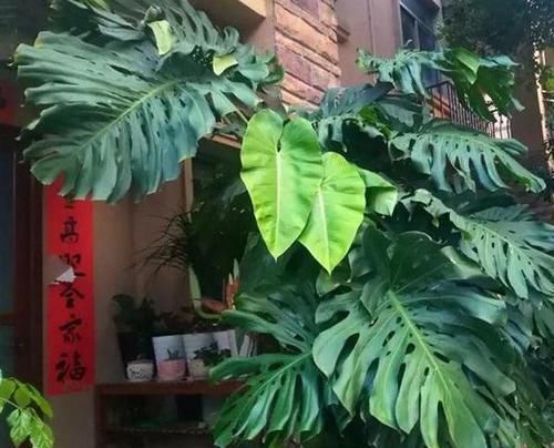 『提高』想要提高花草'抵抗力'?就自制花肥吧,5招保管啥肥都不缺