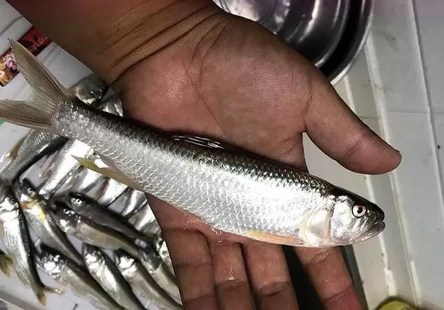 钓鱼人为何讨厌泥鳅党?这三大罪状令人不齿,危