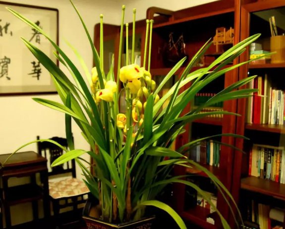  『洗脑』办公室桌子上放这些植物，好看洗脑还提神，好闻花还香