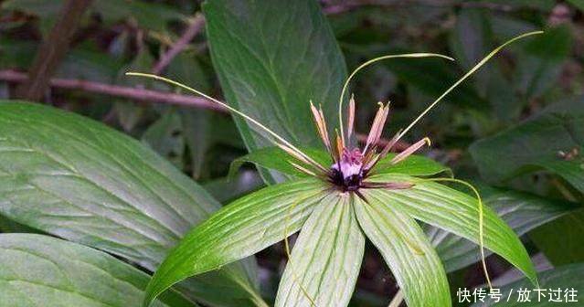 农村这草能败毒抗癌 农民种它1斤能卖600元成致富草