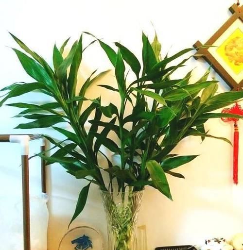  #漂亮#室内的水培植物该怎么养护，才能更漂亮？