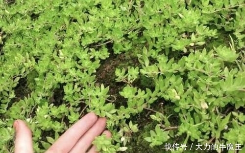  【观赏价值】在河岸，有1种“垂盆草”珍贵、奇特，挖1棵种起来，变值钱！