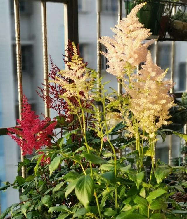 适合@10种适合室内的小众花,今年超流行,点缀家居,越养越精致
