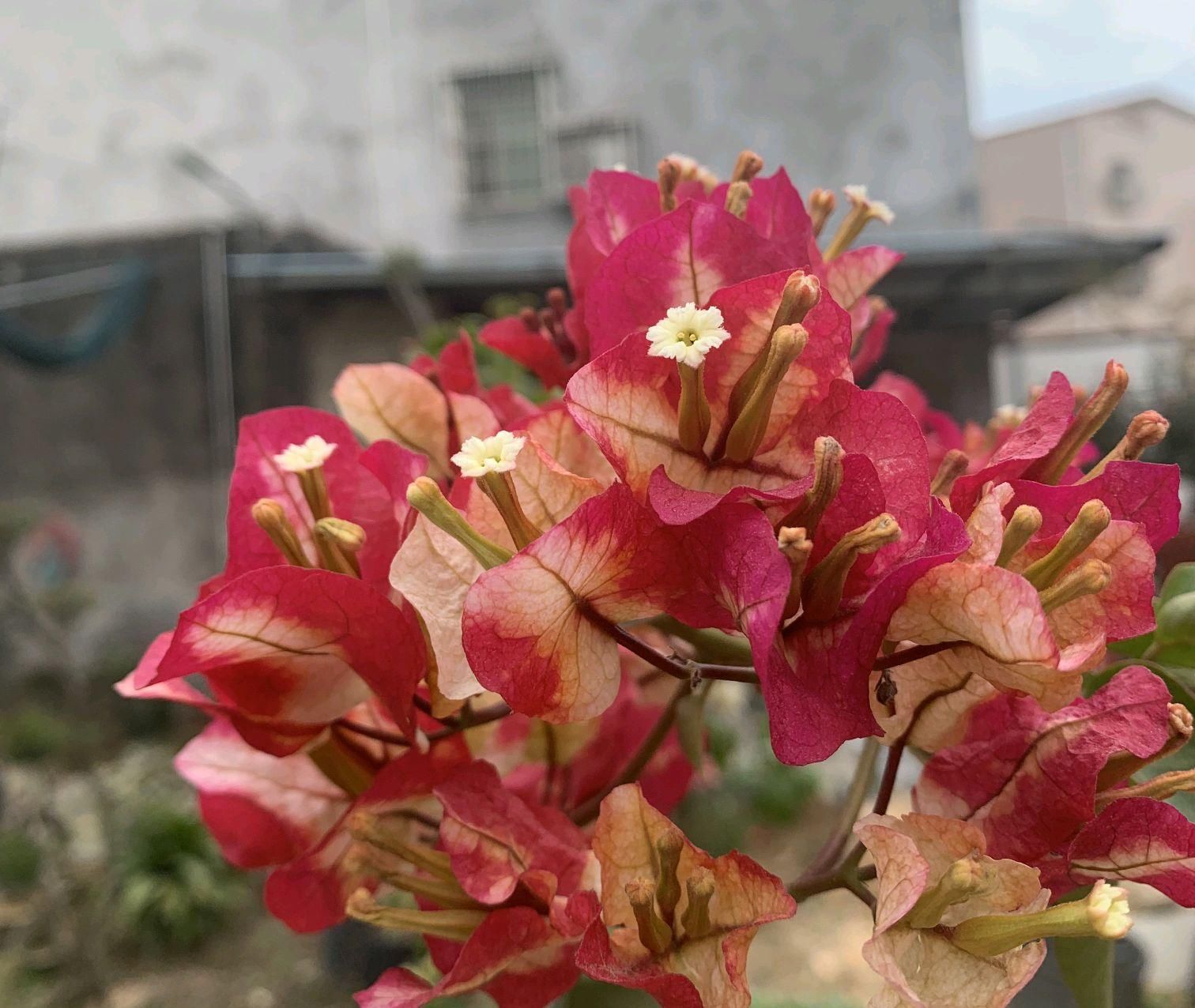  #画报#盛花期的三角梅画报，做到4点，可以延长30天观花期而不掉花