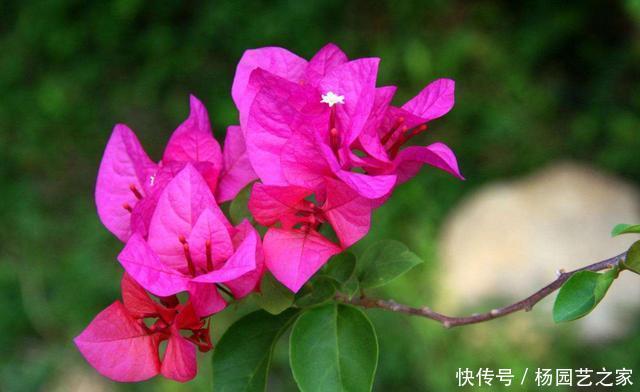 『花香』春天养花,就养个能爆盆的,开花花量大颜色丰富,满屋都是花香