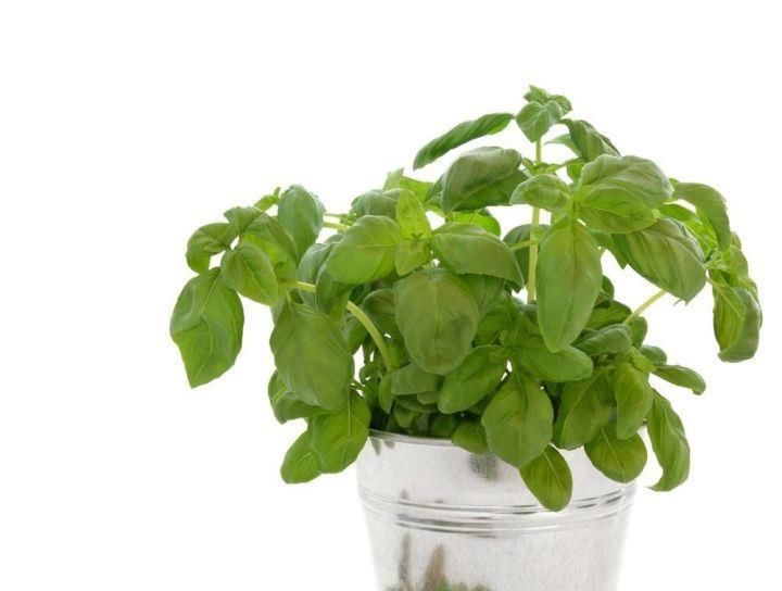  如常见|适合在厨房养护的几类植物, 你养对了没?