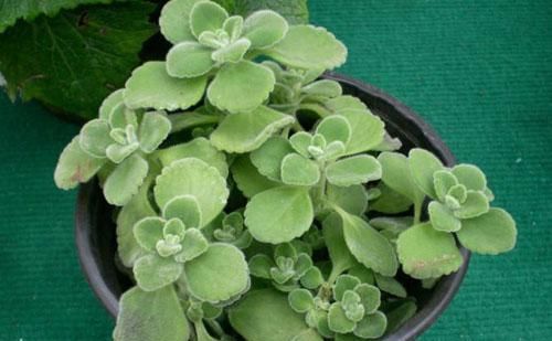  『真好玩』这种植物真好玩，越碰越香，摘片叶子砸一砸，还能熏蚊子