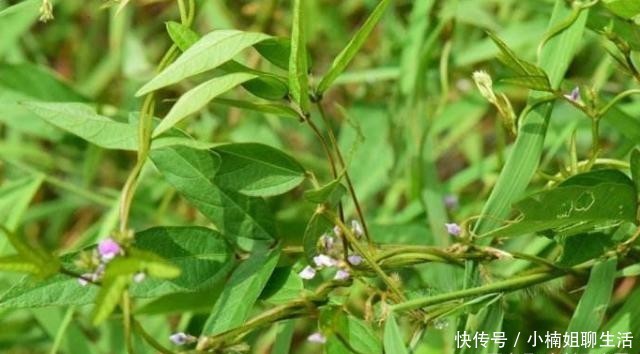  农民|农村随处可见的一杂草，农民恨不得将其除掉，原来是二级保