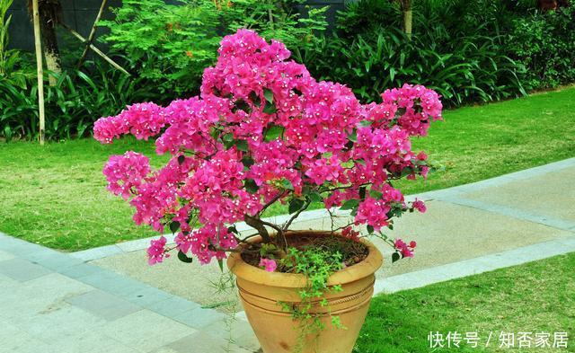 就能开@这3种花适合夏天养,不怕晒不怕热,花期久能开到秋天