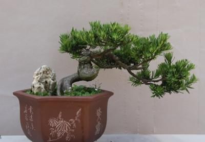 「寓意」1种“盆景”,有长寿、吉祥的寓意,适合客厅养,比啥花都强