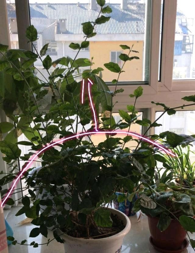 调节酸碱度■茉莉花在25度的地暖房中枝条疯长可以修剪吗茉莉花的花期是多久