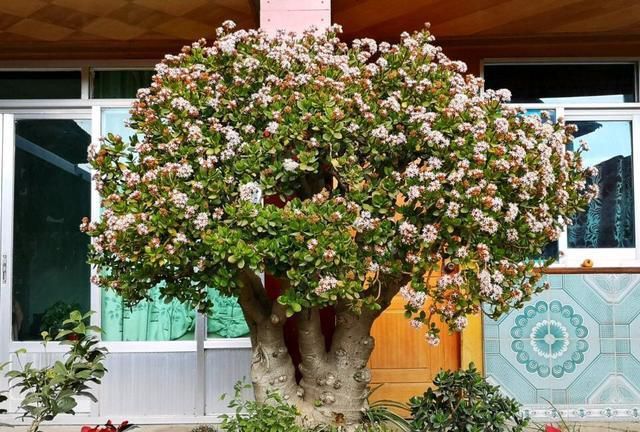「旺盛」芦荟玉树不值钱,养成老树真霸气,玉树临风,群英荟萃,家门旺盛