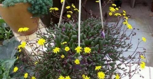  水里@5种花“趁着”春天快扦插，枝条丢水里，5天就生根，好活长得快