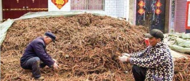  种植@曾经一亩地净利润5000元，今年3元/斤没人要，这是为啥？看