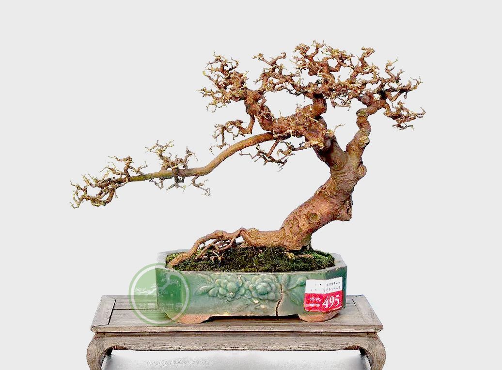 这种盆景枝繁叶茂，终年不谢！