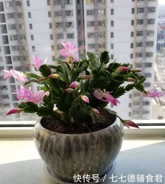 『花开』4种花,就要挤着养,挤一点才能不烂根、长得旺,花开更繁茂!