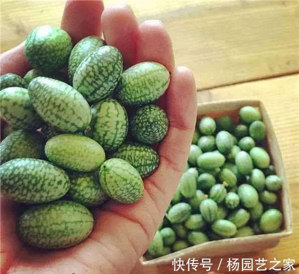 个头:一种迷你西瓜个头小,口感爽脆一口一个,养在阳台周期短,可种!