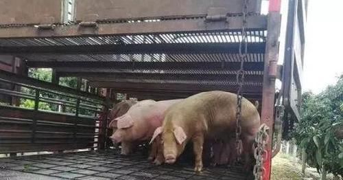  【养猪】不用盖猪舍也能养猪，快来看一下养猪大棚的建设方法吧