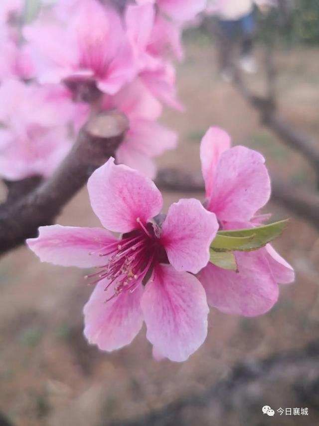  「襄城」不看襄城的桃花，怎么知道春深几许？