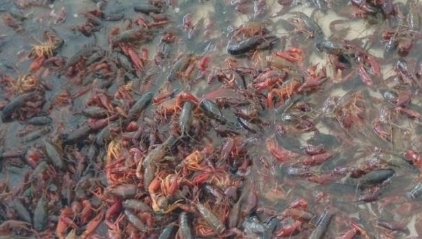 这次换中国人头疼了，由于数量实在太多，不得不开着挖掘机治理