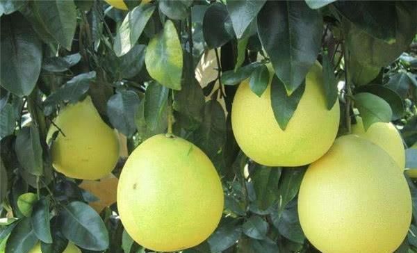 『当地人』中国3座用水果命名的城市,一座比一座甜,当地人为何吐槽不断?