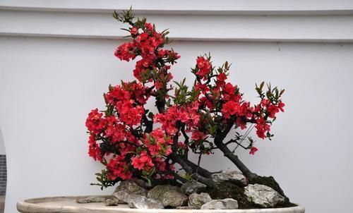  『自带』这“3种”植物，自带“贵气”，再贵也要养1盆，能“旺运”！