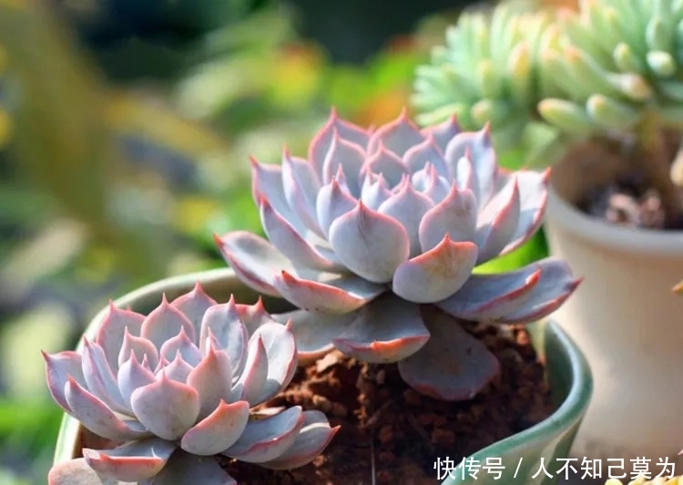 #夏必死#都说多肉度夏难?夏必死?3个“小技巧”,轻松解决度夏难题
