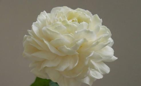  【花香】中国产的月季花“彩蝶”，四季开花，花香浓郁，漂亮不输欧月！
