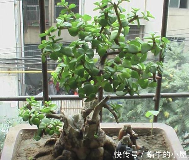 【不凡】还在哄抢身价不凡的金枝玉叶?别了,自家盆栽注重4点就能养成