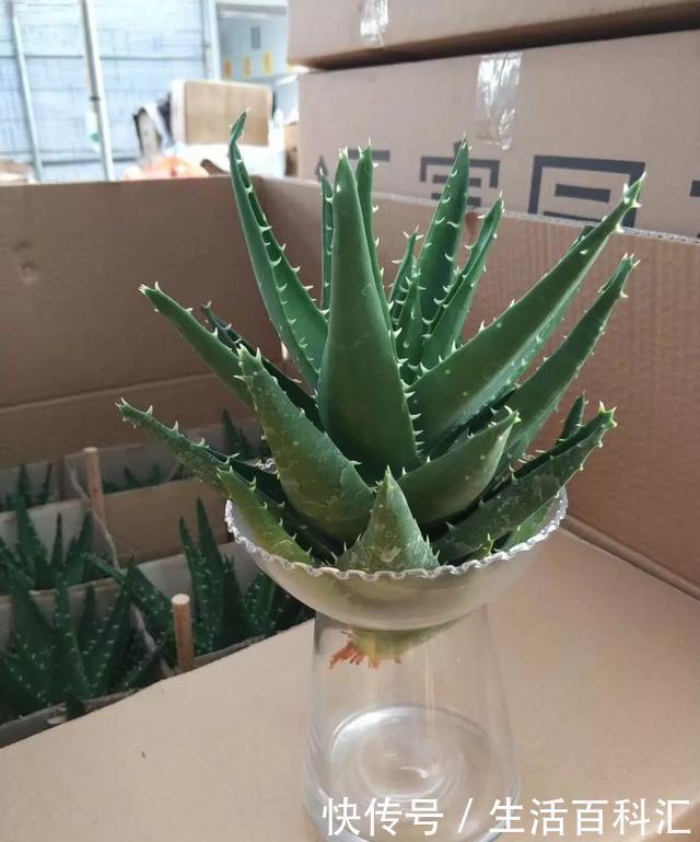  「天一」养花技巧：安全度夏水培花，天一热就养它，1杯水养爆盆