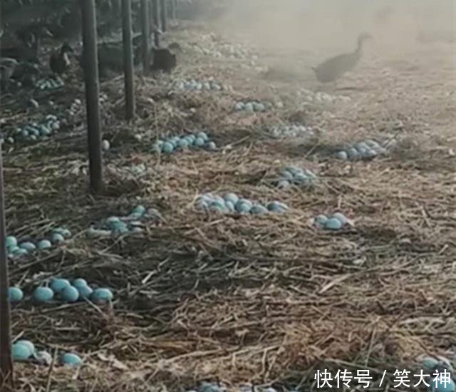 农民养殖它食量又大，下的蛋比鸭蛋大，却值7元一个