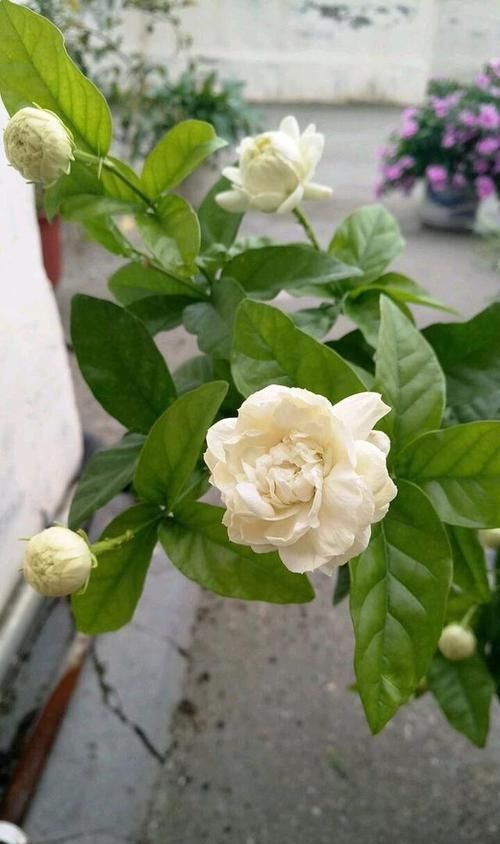  [枯萎]封闭阳台养护的茉莉花掉叶枯萎怎么办？老花匠只需一招，快速爆盆