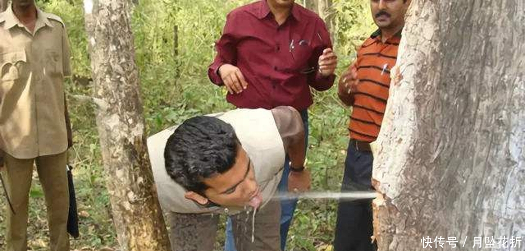 沙漠中的“救命树”，一棵储水高达2吨，引进中国后让人哭笑不得