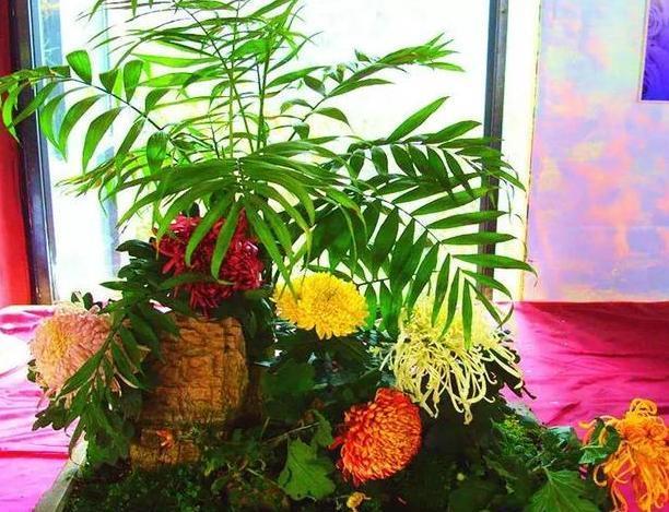  『需注意』冬季在阳台上养几盆杭菊，管理只需注意4点，一开春就能赏花