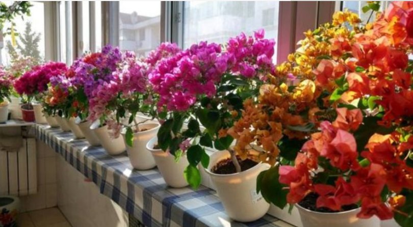 「成花」这5种花易爆盆,适合将阳台打扮成花的海洋,养花就是这么简单